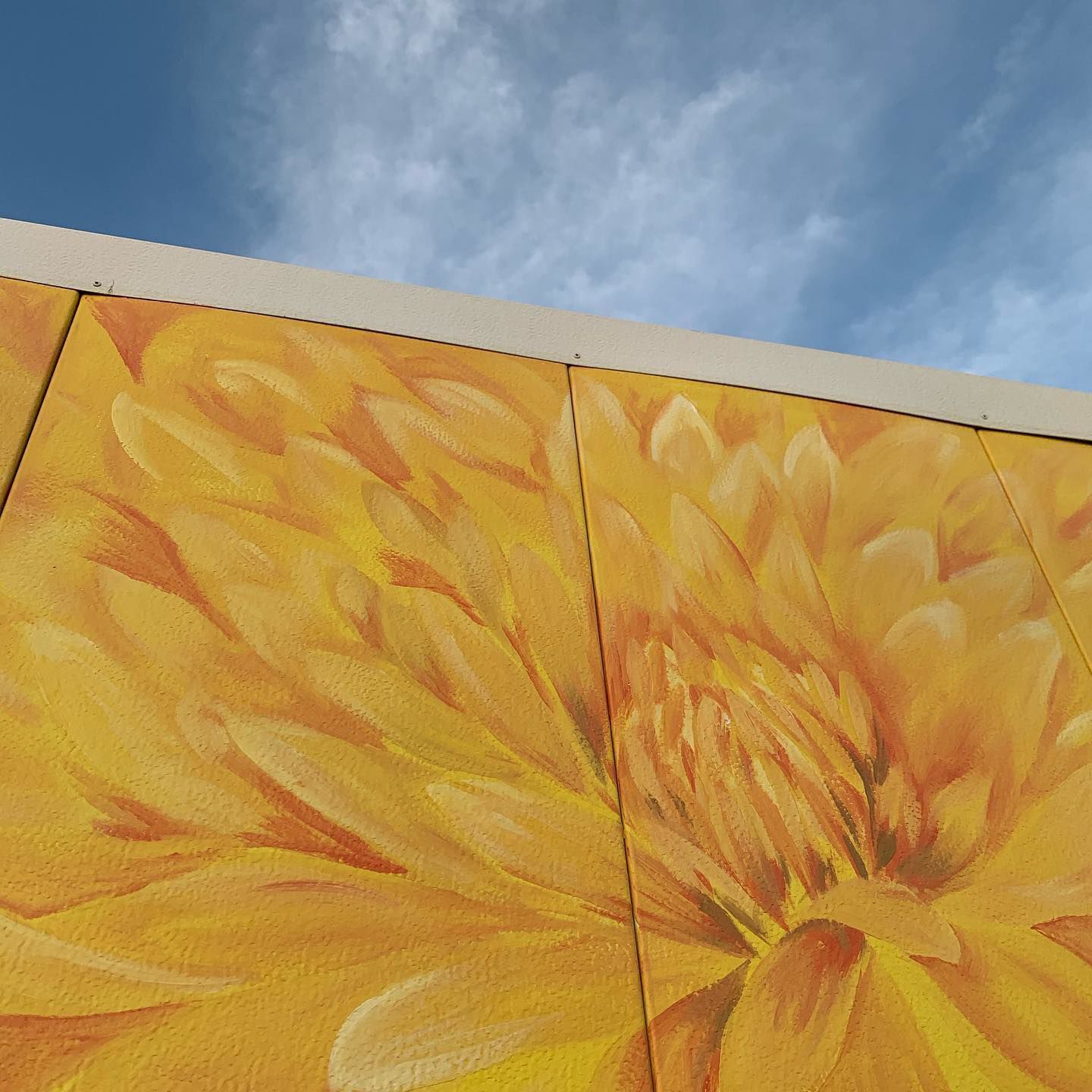 Yellow mums